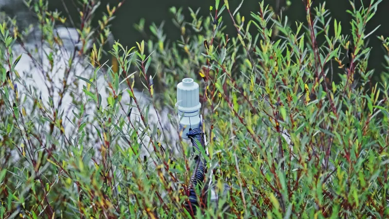 Rain Detector Sensor in Florida Vegetation, for Smart Garden Automated Lawn Watering System