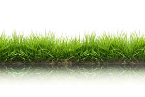 Chinch Bug Control in your area