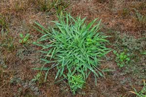 Heron Home & Outdoor provides exceptional crabgrass control services in Orlando, Oviedo, Apopka, Leesburg, Sanford, Kissimmee and Central FL areas