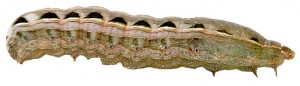 Heron Home & Outdoor provides exceptional army worm control services in central Florida.