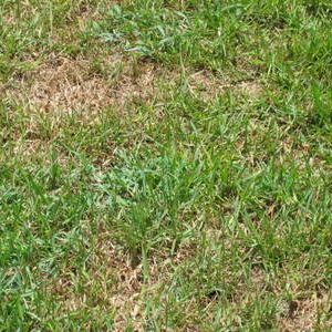 cinch-bug-damage Heron Home & Outdoor provides exceptional chinch bug control services in central Florida.