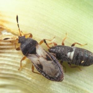 cinch-bugs Heron Home & Outdoor provides exceptional chinch bug control services in central Florida.