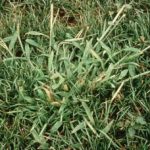 Heron Home & Outdoor provides exceptional crabgrass control services in Orlando, Oviedo, Apopka, Leesburg, Sanford, Kissimmee and Central FL areas