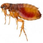 Heron Home & Outdoor provides exceptional flea control services in Orlando, Oviedo, Apopka, Leesburg, Sanford, Kissimmee and Central FL areas