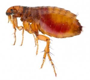 Heron Home & Outdoor provides exceptional flea control services in central Florida.
