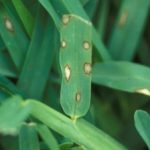 Heron Home & Outdoor provides exceptional gray leaf spot control services in Orlando, Oviedo, Apopka, Leesburg, Sanford, Kissimmee and Central FL areas