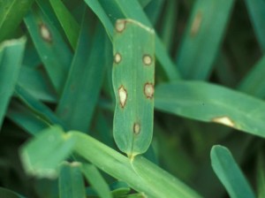 Heron Home & Outdoor provides exceptional gray leaf spot control services in Orlando, Oviedo, Apopka, Leesburg, Sanford, Kissimmee and Central FL areas