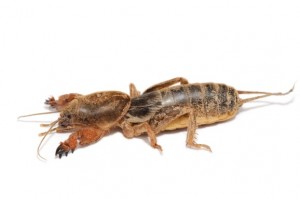 Heron Home & Outdoor provides exceptional mole cricket control services in central Florida.