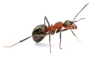 Heron Home & Outdoor provides exceptional red fire ant control services in central Florida.