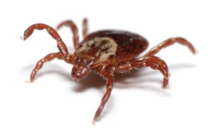 Heron Home & Outdoor provides exceptional tick control services in central Florida.