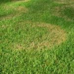 Heron Home & Outdoor provides exceptional brown patch fungus control services in Orlando, Oviedo, Apopka, Leesburg, Sanford, Kissimmee and Central FL areas