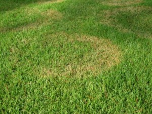 Heron Home & Outdoor provides exceptional brown patch fungus control services in Orlando, Oviedo, Apopka, Leesburg, Sanford, Kissimmee and Central FL areas