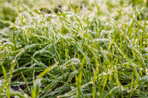 Caring for your lawn after frost damage in your area