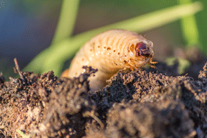 Grubs are a common lawn insect in Central Florida. Heron Home & Outdoor provides lawn insect control services.