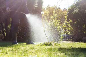 A lawn being serviced for weeds in Central Florida - Heron Home & Outdoor