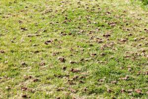 Post-lawn aeration in Central FL - Heron Home& Outdoor