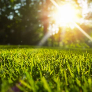 What is the best time of day to water my lawn in Altamonte Springs FL