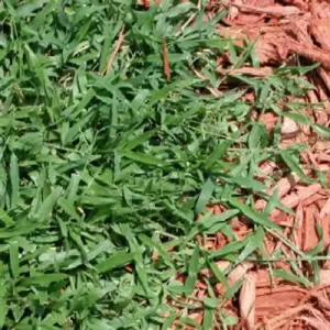 alexander-grass Heron Home & Outdoor provides exceptional alexander grass control services in central Florida.