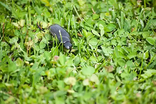 How can I tell if I have pests in my lawn in Altamonte Springs FL