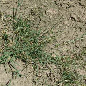 bermuda-grass Heron Home & Outdoor provides exceptional Bermuda grass control services in central Florida.