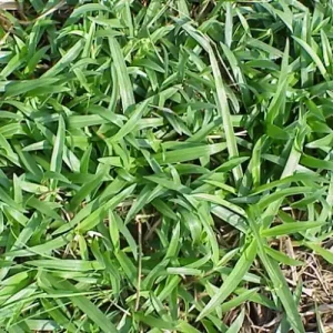 dove-weed Heron Home & Outdoor provides exceptional dove weed control services in central Florida.