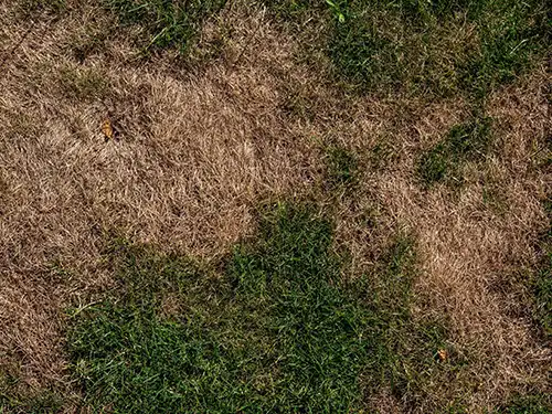 What are the signs that my lawn is unhealthy in Altamonte Springs FL