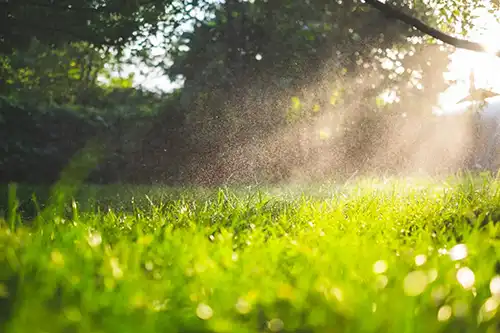 How can I tell if I am overwatering my lawn in Altamonte Springs FL