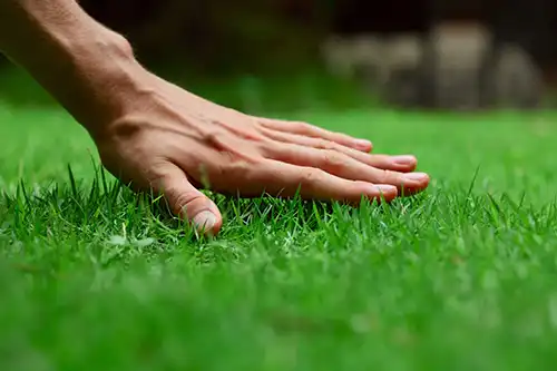 Person's hand touching green lush lawn