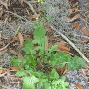 hawksbeard-1024x1024 Heron Home & Outdoor provides exceptional hawksbeard control services in central Florida.
