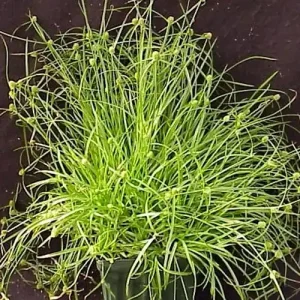 kyllinga-sedge-plants Heron Home & Outdoor provides exceptional kyllinga sedge control services in central Florida.