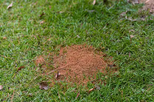 Lawn Insect Control in Central FL - Heron Home & Outdoor