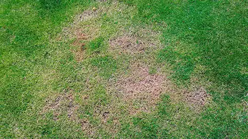 lawn-with-fungus-patch How to Avoid Fungus and Weeds in Your Lawn in Altamonte Springs FL