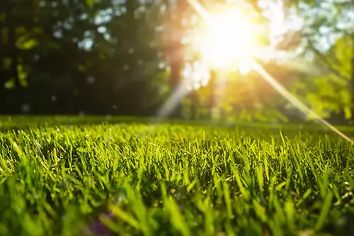 Should I fertilize a wet or dry lawn in Altamonte Springs FL