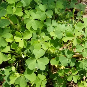 oxalis-control Heron Home & Outdoor provides exceptional oxalis control services in central Florida.