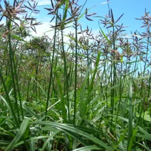 purple-nut-sedge Heron Home & Outdoor provides exceptional purple nut sedge control services in central Florida.