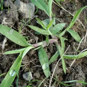 smooth-crabgrass Heron Home & Outdoor provides exceptional smooth crabgrass control services in central Florida.
