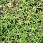 Heron Home & Outdoor provides exceptional spurge control services in central Florida.