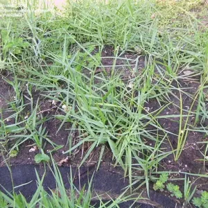 torpedo-grass Heron Home & Outdoor provides exceptional torpedo grass control services in central Florida.