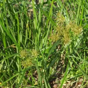 yellow-nut-sedge Heron Home & Outdoor provides exceptional yellow nut sedge control services in central Florida.