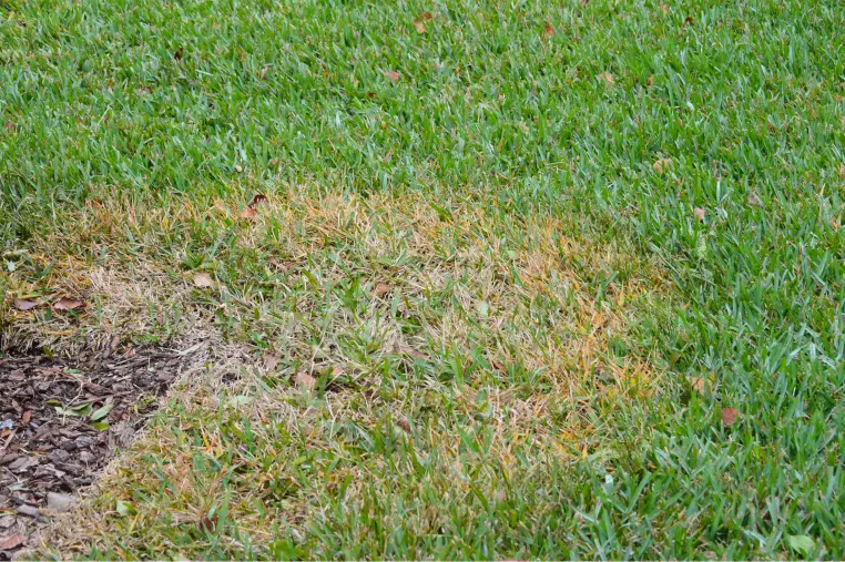 What Is Large Patch Fungus? in your area