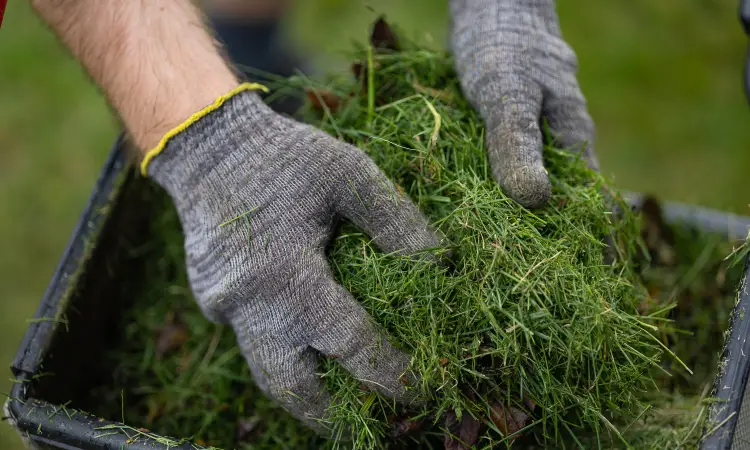 hands reaching into mower bag and holding up fresh nutrient rich grass clippings