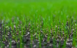 grass seeds and young grass in a florida lawn after overseeding