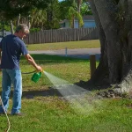 A man standing in his yard using a green hose-end sprayer to apply liquid weed killer to a patchy lawn near a large tree.