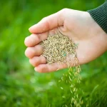 Close-up of a hand spreading grass seed and granular lawn care products over a vibrant green lawn.