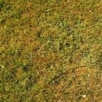 Close-up of an unhealthy, thinning lawn showing patchy yellow and brown spots mixed with various small weeds.