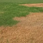 A lawn showing a stark dividing line between healthy, hydrated green grass and dry, dead brown turf.