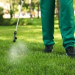 A professional lawn care worker wearing green pants applying liquid pest control spray to a grassy area using a wand sprayer.