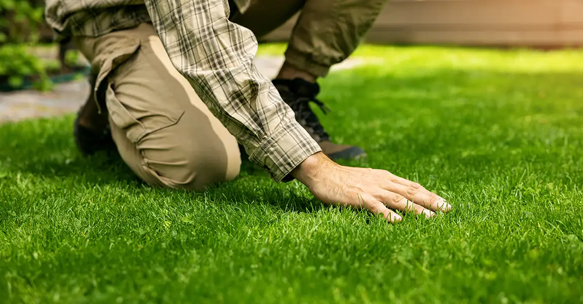 A person kneeling to inspect the thick, lush green grass of a well-maintained lawn, demonstrating the results of proper soil care.