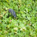 A large black beetle crawling through a green lawn mixed with clover, illustrating a common yard pest.