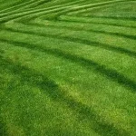 A wide view of a freshly cut, vibrant green lawn displaying neat, curved mowing stripes.